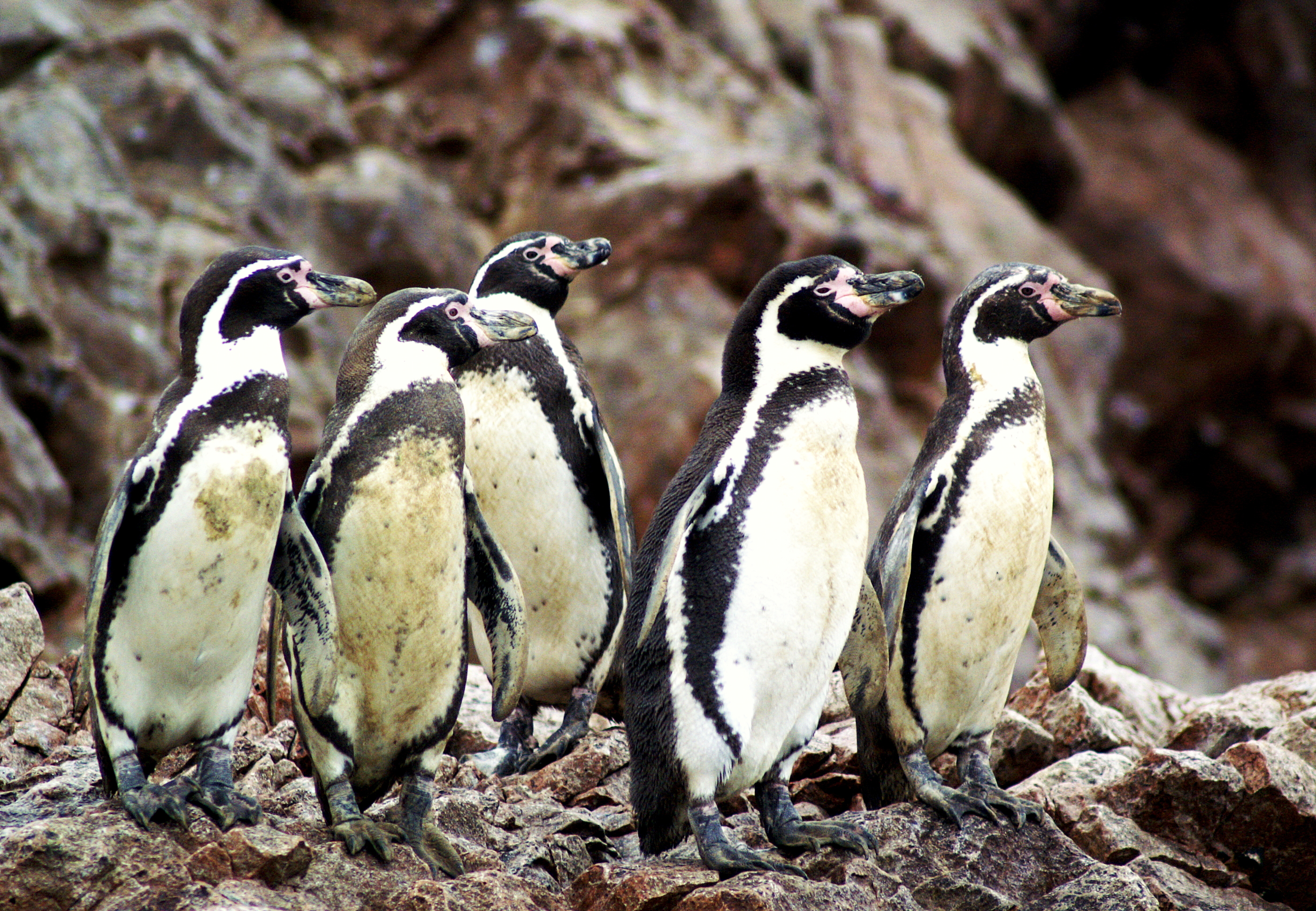 Pinguinos Humboltd en Paracas