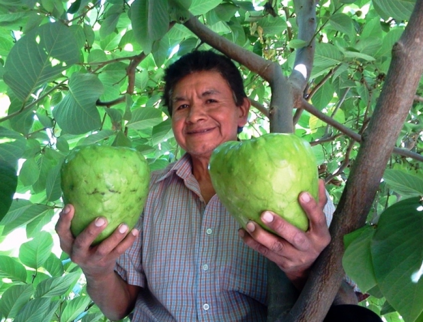 Festival De La Chirimoya En Callahuanca