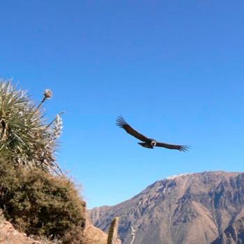 Cañon del Colca convencional 2D/1N