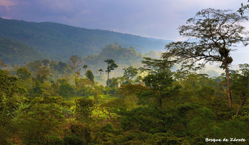 Bosque de Zárate