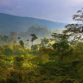 Bosque de Zárate