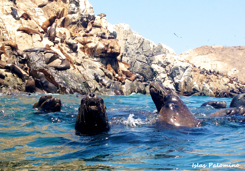 Lobos Marinos en Islas Palominos